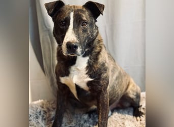 Hardin -Fröhlicher, aktiver Traumhund sucht seine Menschen