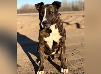 Hardin -Fröhlicher, aktiver Traumhund sucht seine Menschen