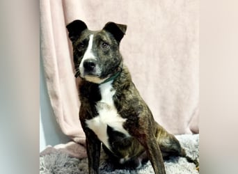 Hardin -Fröhlicher, aktiver Traumhund sucht seine Menschen