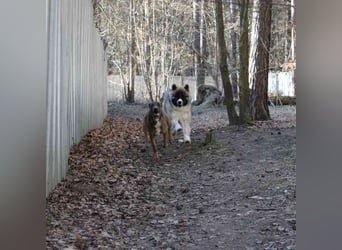 Baldo, Akita-Husky-Mischlingsrüde, 9 Monate jung, Jungspund mit Charme