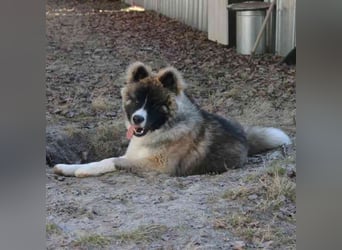 Baldo, Akita-Husky-Mischlingsrüde, 9 Monate jung, Jungspund mit Charme