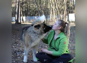 Baldo, Akita-Husky-Mischlingsrüde, 9 Monate jung, Jungspund mit Charme