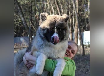 Baldo, Akita-Husky-Mischlingsrüde, 9 Monate jung, Jungspund mit Charme