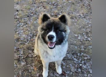 Baldo, Akita-Husky-Mischlingsrüde, 9 Monate jung, Jungspund mit Charme