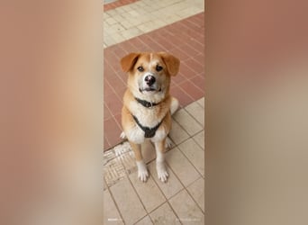 Fröhlicher Akita Mix  Paris