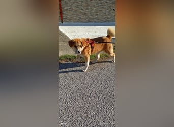 Fröhlicher Akita Mix  Paris