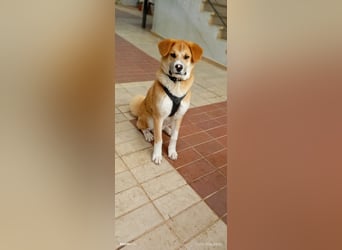 Fröhlicher Akita Mix  Paris