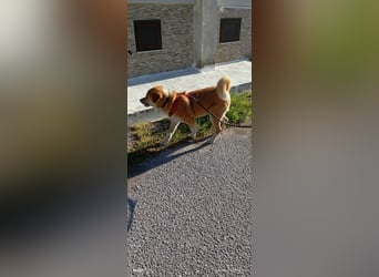 Fröhlicher Akita Mix  Paris