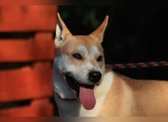 Der Rohdiamant Yaro sucht aktive Menschen