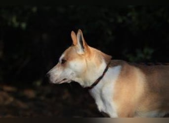 Der Rohdiamant Yaro sucht aktive Menschen