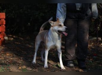 Der Rohdiamant Yaro sucht aktive Menschen