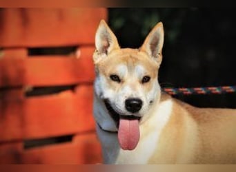 Der Rohdiamant Yaro sucht aktive Menschen