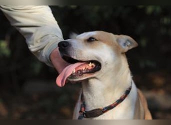 Der Rohdiamant Yaro sucht aktive Menschen