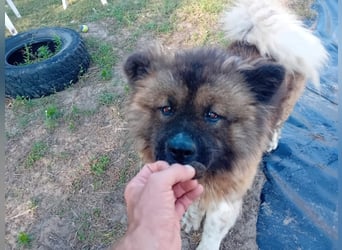 BORIS sucht seinen Menschen 