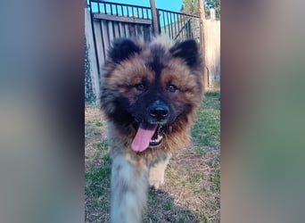 BORIS sucht seinen Menschen 