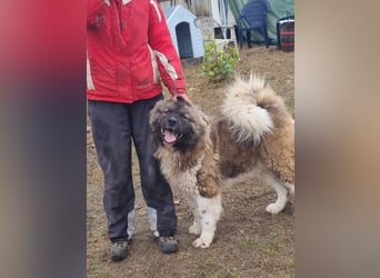 BORIS sucht seinen Menschen 