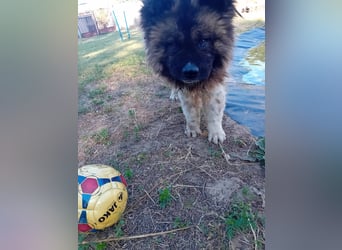 BORIS sucht seinen Menschen 