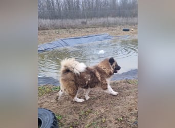 BORIS sucht seinen Menschen 