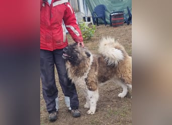 BORIS sucht seinen Menschen 