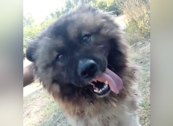 BORIS sucht seinen Menschen 