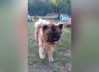 BORIS sucht seinen Menschen 