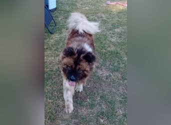 BORIS sucht seinen Menschen 