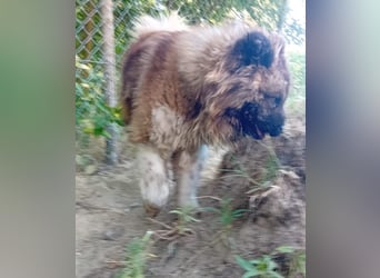 BORIS sucht seinen Menschen 