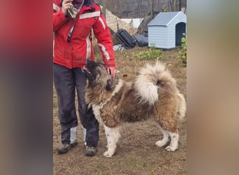 BORIS sucht seinen Menschen 