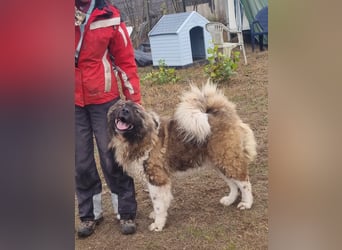 BORIS sucht seinen Menschen 