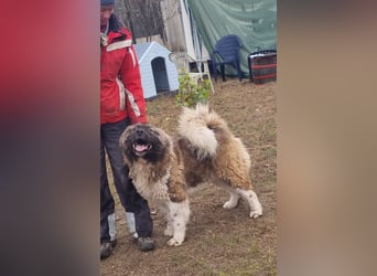 BORIS sucht seinen Menschen 