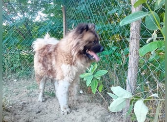 BORIS sucht seinen Menschen 