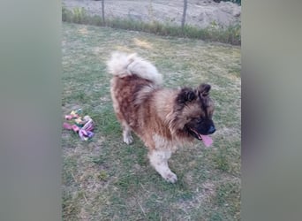 BORIS sucht seinen Menschen 