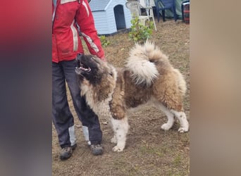 BORIS sucht seinen Menschen 