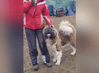 BORIS sucht seinen Menschen 