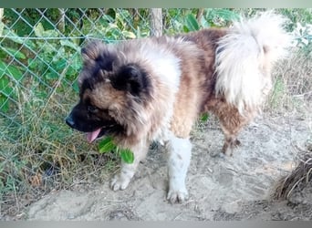 BORIS sucht seinen Menschen 