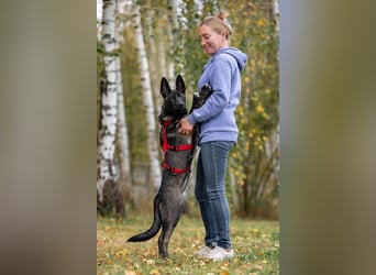 Kluge Suri sucht ihr Zuhause