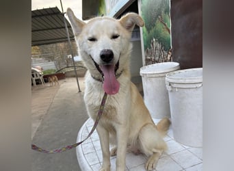 Syd - freundlicher, lieber Bub