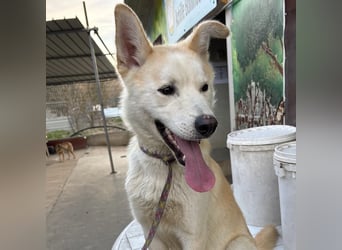 Syd - freundlicher, lieber Bub