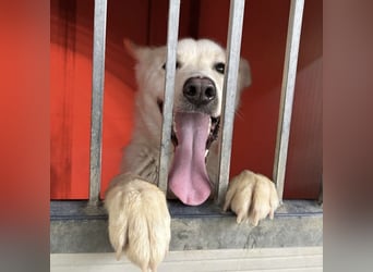 Syd - freundlicher, lieber Bub