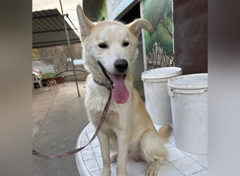 Syd - freundlicher, lieber Bub