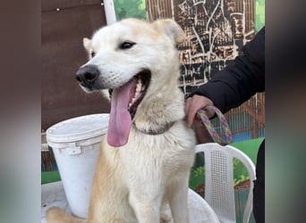 Syd - freundlicher, lieber Bub