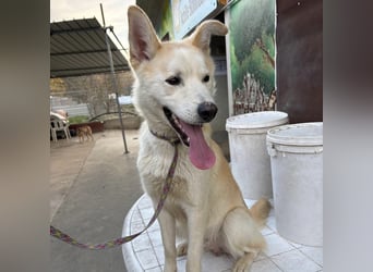 Syd - freundlicher, lieber Bub