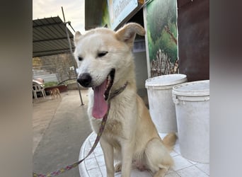 Syd - freundlicher, lieber Bub