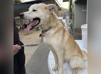 Syd - freundlicher, lieber Bub