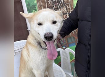 Syd - freundlicher, lieber Bub