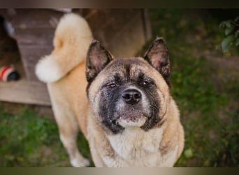 Chip 256598: sucht ein Zuhause