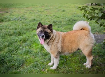 Chip 256598: sucht ein Zuhause