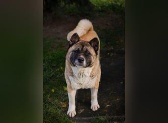 Chip 256598: sucht ein Zuhause