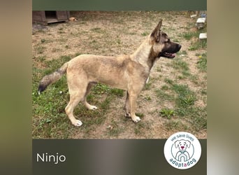 Ninjo: Hundekind sucht ein Zuhause