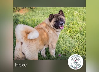 Hexe: sucht ein Zuhause